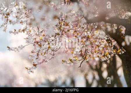 (220323) -- ZAGABRIA, 23 marzo 2022 (Xinhua) -- gli alberi sono in fiore lungo la via Horvacanska a Zagabria, Croazia, 22 marzo 2022. (Davor Puklavec/PIXSELL via Xinhua) Foto Stock