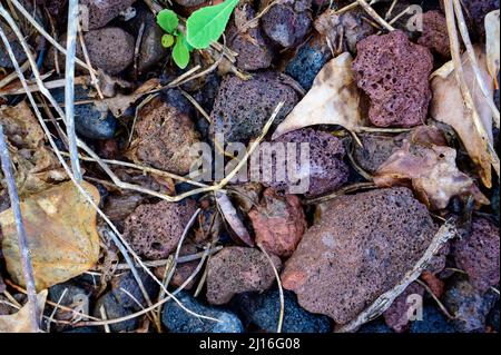 Rami asciutti e radici giacciono su pietre di diversi colori e dimensioni. Vista dall'alto. Foto Stock