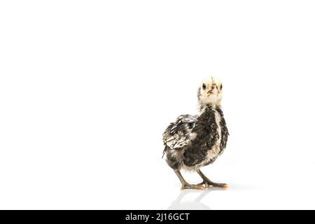 silver Sebright bantam hen isolated on white. Foto Stock