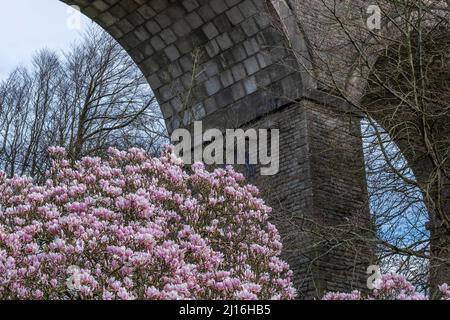 Una spettacolare esposizione di fiori fiorisce su un albero Magnolia Magnolia x soulangeana che cresce sotto gli enormi archi del Viadotto di Trenance a Newquay in Corn Foto Stock