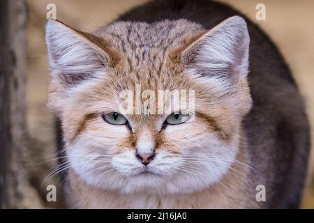 Ritratto di un gatto di sabbia, Felis margarita Foto Stock