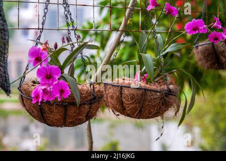 Una pentola appesa di phalaenopsis fiorente Foto Stock