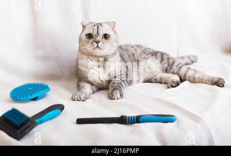 gatto grigio tabby che giace accanto a diversi pennelli e pettini per la cura degli animali domestici Foto Stock