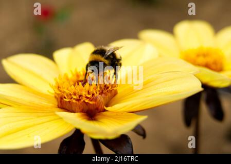 Primo piano di un bumblebee raccolta nettare da un giallo dahlia Classic Summertime. Foto Stock