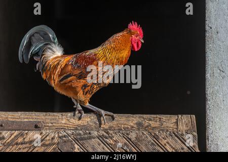 Gallo di cortile arroccato su un cancello in una fattoria didattica. L'AGF Educational Farm a Rhinau in Alsazia. Foto Stock