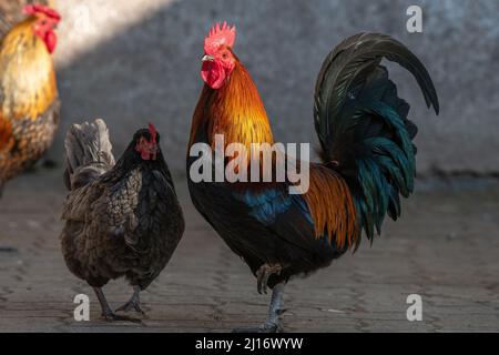 Gallo di cortile e gallina in una fattoria didattica. L'AGF Educational Farm a Rhinau in Alsazia. Foto Stock