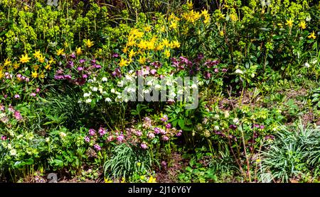 Una varietà di fiori di primavera in un giardino in un pomeriggio di sole Foto Stock