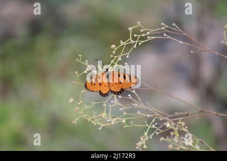 Una farfalla gialla arroccata su intricate spine Foto Stock