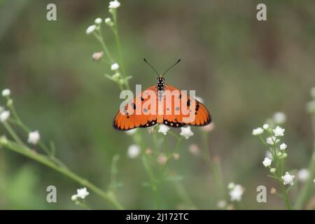 Una farfalla arancione arroccata su alcuni delicati fiori bianchi Foto Stock