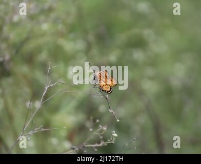 Una farfalla gialla arroccata su alcune intricate spine Foto Stock