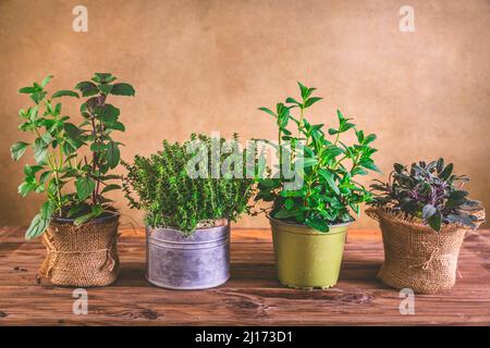 Concetto di piantagione e giardinaggio - erbe, menta, salvia, basilico e timo su sfondo di legno Foto Stock