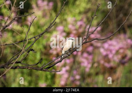 Shrike con supporto rosso, Sudafrica Foto Stock