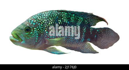 Jack Dempsey (Rocio ottofasciata) - isolato su sfondo bianco Foto Stock