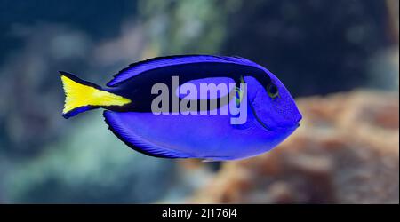 Vista ravvicinata di una tavolozza di pesci chirurgici (Paracanthurus epatus) Foto Stock