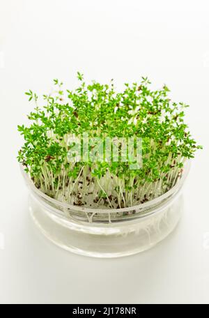 Coltivazione di microgreens e cress in vassoio di vetro semi su sfondo bianco Foto Stock