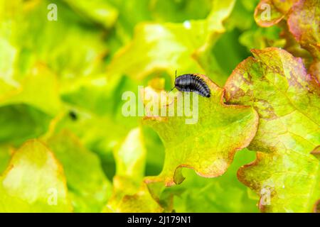 il nero predatorio e brutto gravedigger scarabeo larva scorre attraverso le foglie in cerca di preda - un fuoco slug, selettivo Foto Stock