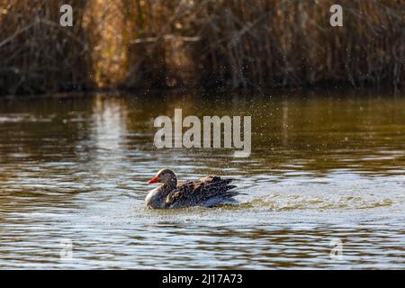Un'anatra di mallardo si pulisce in un lago con le ali che scappano e un sacco di spruzzi d'acqua, Germania Foto Stock