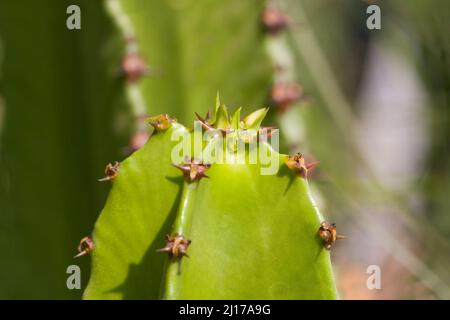 cactus con punta in cima in estate Foto Stock