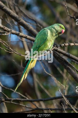 Parakeet rosa, Johannesburg, Sudafrica Foto Stock