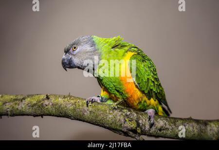 Studio ritratto del pappagallo senegalus (Poicephalus senegalus) che si arrova sul ramo Foto Stock