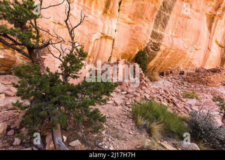 Un'antica scogliera di Puebloan risalente a 1.000 anni fa, che dimora nel Mule Canyon a Cedar Mesa, nel Monumento Nazionale delle orecchie JAA Foto Stock