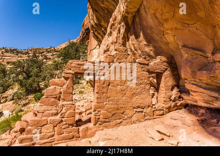 Un'antica scogliera di Puebloan risalente a 1.000 anni fa, che dimora nel Mule Canyon a Cedar Mesa, nel Monumento Nazionale delle orecchie JAA Foto Stock