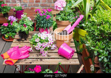 Piantagione di fiori e erbe rosa estate in giardino balcone Foto Stock