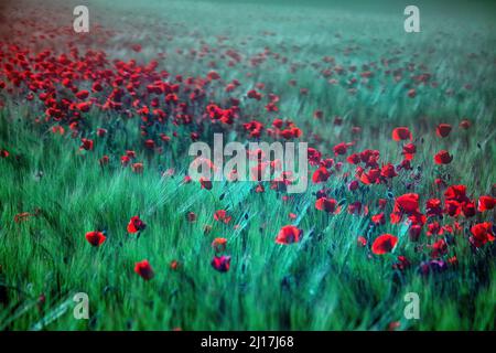 Papaveri che fioriscono nel prato verde Foto Stock