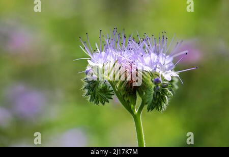 Pascolo per api con phacelia Foto Stock