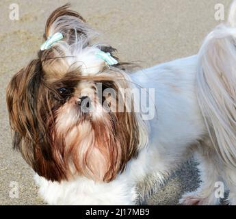 Shih Tzu piccolo cane di razza lunga pelata con fiocchi di nastro nei suoi capelli Foto Stock