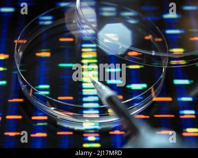 Pipettaggio del campione nel piatto per l'analisi del DNA con profilo in background Foto Stock