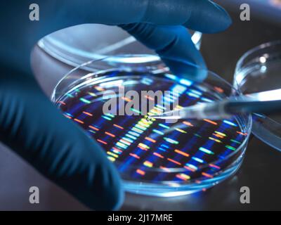 Campione di pipettaggio da parte dello scienziato nel vassoio per l'analisi del DNA in laboratorio Foto Stock