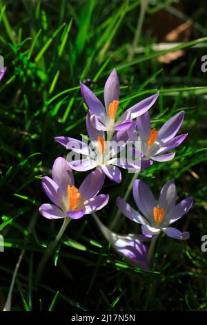 Mazzo di fiori porpora in fiore di cocchi Foto Stock