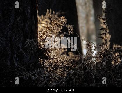 Felci retroilluminati dal sole del mattino sul pavimento del bosco tra alberi di pino in inizio inverno nella foresta di Cannock Chase (area di straordinaria bellezza naturale) i Foto Stock