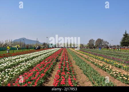 I visitatori esplorano il più grande giardino di tulipani in Asia a Srinagar. Il più grande giardino di tulipani dell'Asia, che ospita 1,5 milioni di tulipani di 68 varietà, aperto al pubblico oggi a Srinagar. Mentre il Kashmir testimonia una massiccia corsa di visitatori quest'anno tra le restrizioni di Covid-19, il giardino di tulipani è stato una delle principali attrazioni vitali per stimolare il turismo questa stagione. (Foto di Saqib Majeed / SOPA Images/Sipa USA) Foto Stock