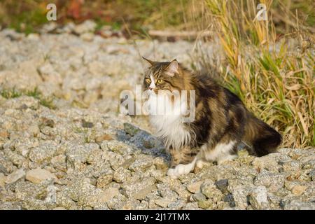 Alvin - grande gatto siberiano con capelli lunghi in giardino Foto Stock