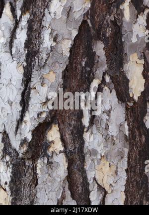 Primo piano della corteccia di pino austriaco Foto Stock