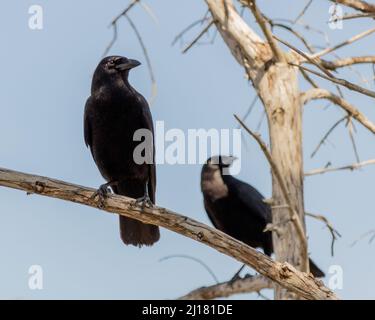 Gli uccelli di corvo nero arroccato su rami di un albero contro il cielo grigio Foto Stock