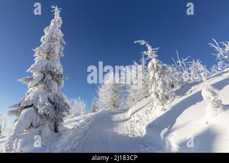 Il vento e le sculture di neve astratte a forma di tempo sulla strada per la cima del Monte Lusen, il Parco Nazionale Bavarese di Forrest Foto Stock