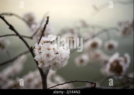 Washington, Stati Uniti. 23rd Mar 2022. I fiori di ciliegio fioriscono lungo il bacino di Tidal a Washington, DC mercoledì 23 marzo 2022. Il National Parks Service ha annunciato la fioritura picco colpito Lunedi, che è 10 giorni prima della media di 30 anni di marzo 31. Foto di Bonnie Cash/UPI Credit: UPI/Alamy Live News Foto Stock