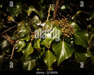 Edera da giardino con grappoli di bacche immature e belle foglie verdi, una pianta decorativa di arrampicata, sempreverdi ma una pianta da giardino tossica e velenosa. Foto Stock