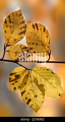 Albero di faggio con belle foglie di bronzo e oro in autunno su Cannock Chase Foto Stock