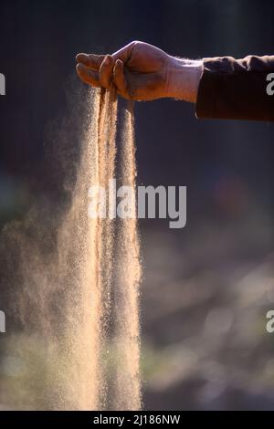 Satuelle, Germania. 23rd Mar 2022. Un lavoratore forestale dimostra l'attuale siccità e lascia che il suolo di foresta secca trickle attraverso le sue dita. Il suolo sabbioso dovrebbe essere umido e non polveroso in questo periodo dell'anno. Il suolo nelle foreste è attualmente troppo secco perché a marzo c'era troppo poca pioggia. Ora in primavera, la vegetazione soffre soprattutto per la mancanza di precipitazioni. Credit: Klaus-Dietmar Gabbert/dpa-Zentralbild/ZB/dpa/Alamy Live News Foto Stock