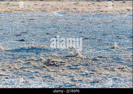 Un corno di un cadavere che si posa nelle sabbie del Parco Nazionale Etosha, Namibia Foto Stock