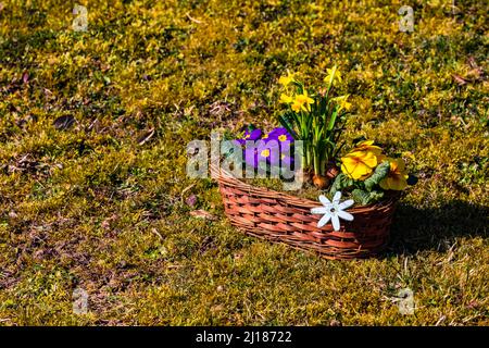 Un cestino di fiori colorati in un romantico clima primaverile su un prato alla luce del sole Foto Stock