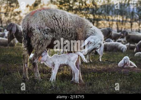 Un piccolo agnello che beve latte dalla madre circondato dalla mandria in un prato Foto Stock