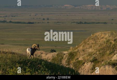 Un ariete di pecora di bighorn che domina la prateria Foto Stock