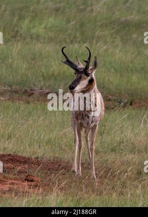 Un maschio di pronghorn sulla prateria nel Parco Nazionale di Wind Cave. Foto Stock