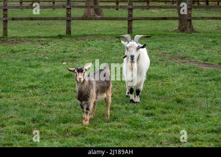 capra bianca con corna con capra marrone piuttosto giovane Foto Stock