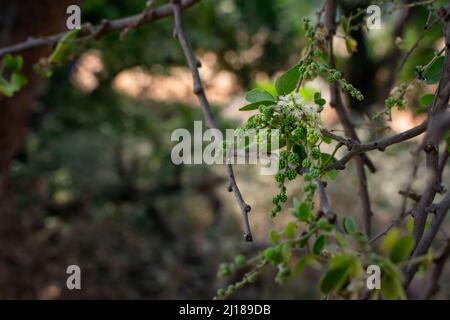 Infiorescenza di Pithecellobium dulce, comunemente noto come Manila tamarind, Madras spina, o camachile, vilayati chinch. Usato selectivef focus. Foto Stock